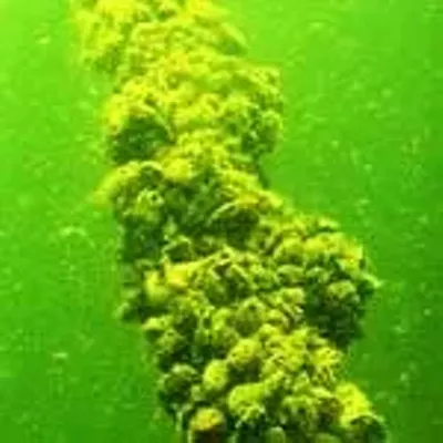 Image: Mollusk Moves: Will a strobe show at the Burlington Boathouse prevent zebra mussels from stayin' alive?