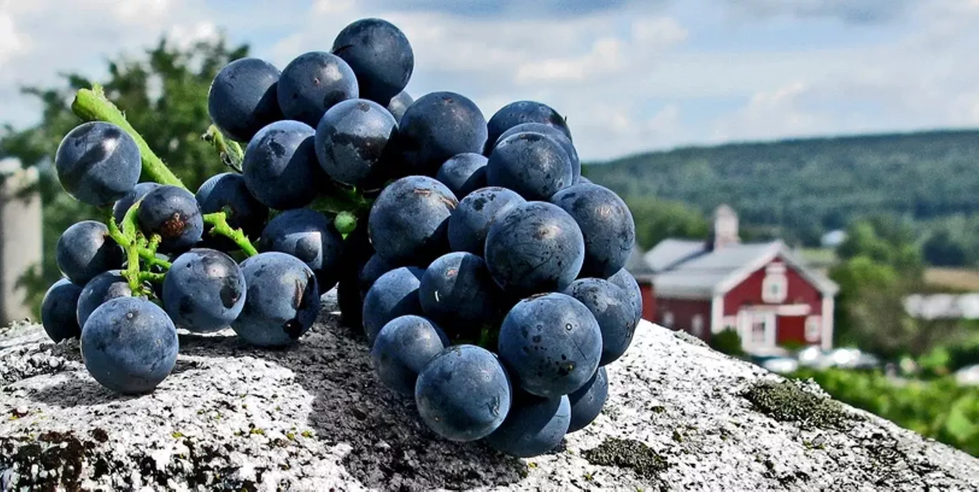 grapesvalleycrop.webp