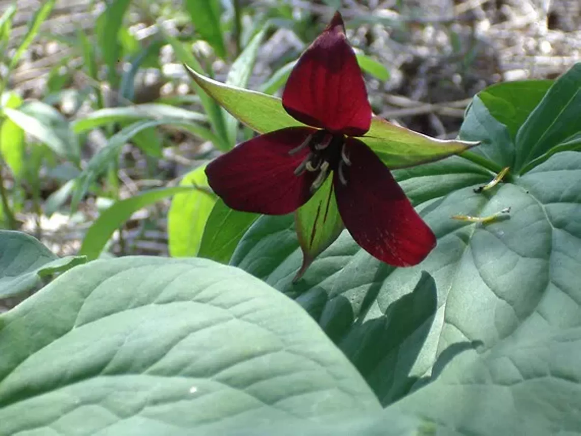 d979bc8a_trillium.webp