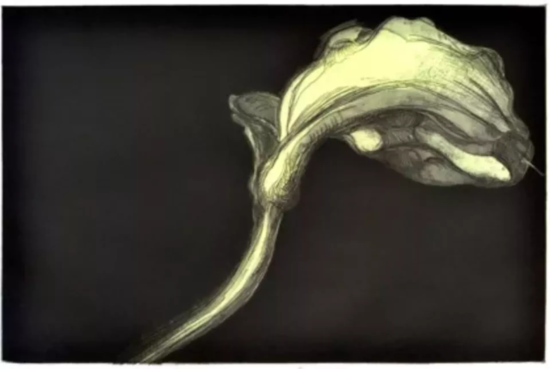 "Lilly" by William Raymond Darling