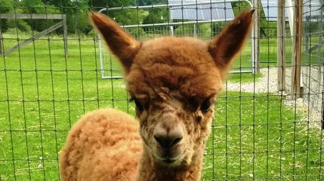 Image: Maple View Farm Alpacas Open House