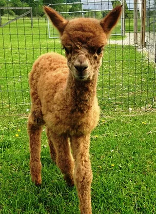 Image: Maple View Farm Alpacas Open House