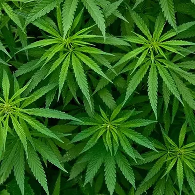 Image: Pipe Dream? Bill Envisions Vermont Pot Lounges, Stores