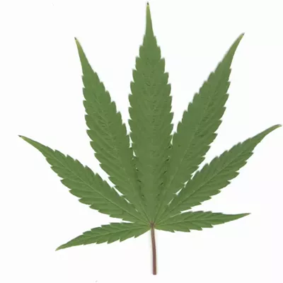 Image: Shocker: Vermonters Favor Marijuana Legalization