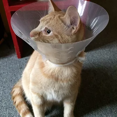 Image: Send Funny Cat Video Now!