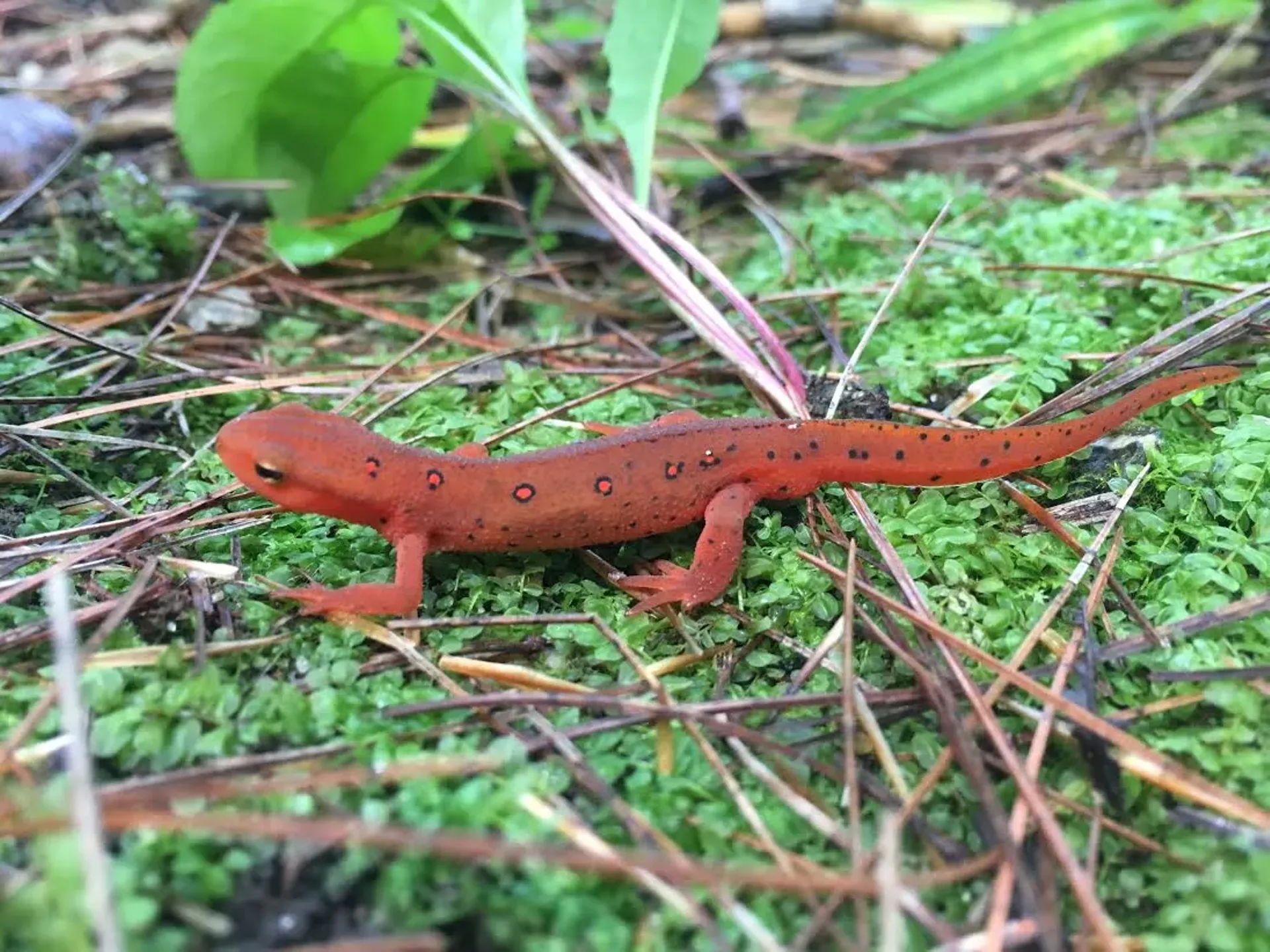 41362ea2_salamander.webp