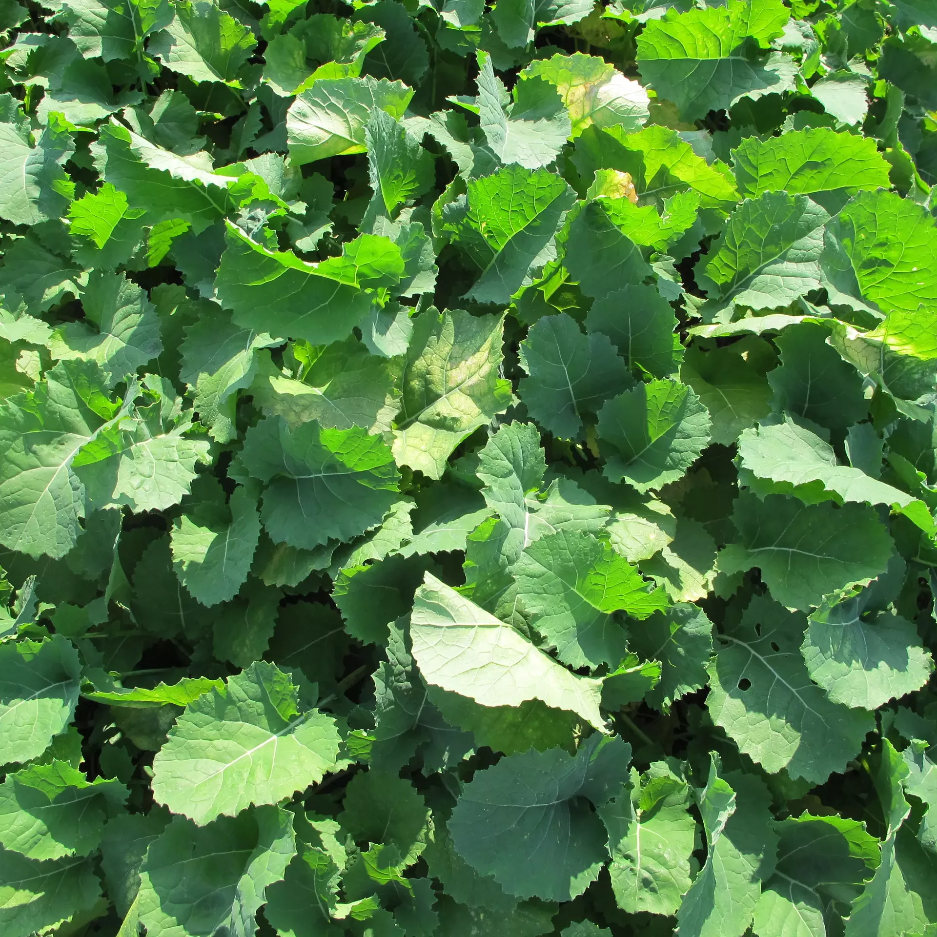 45d1014d_foragebrassica.webp