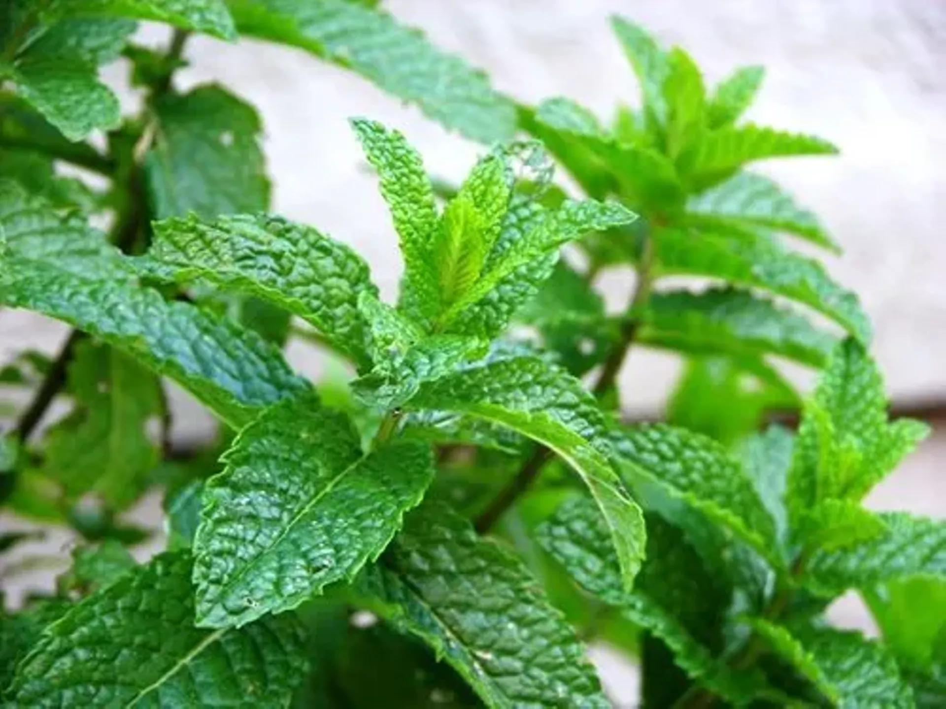 c9a59980_morrocan_mint_image.webp