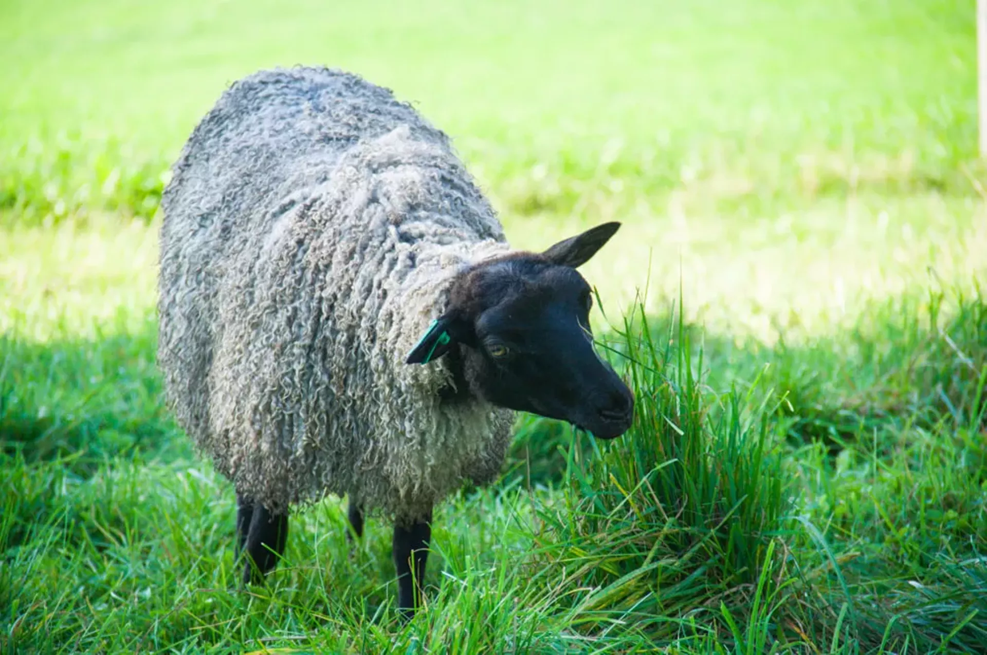 grand_view_farm.webp