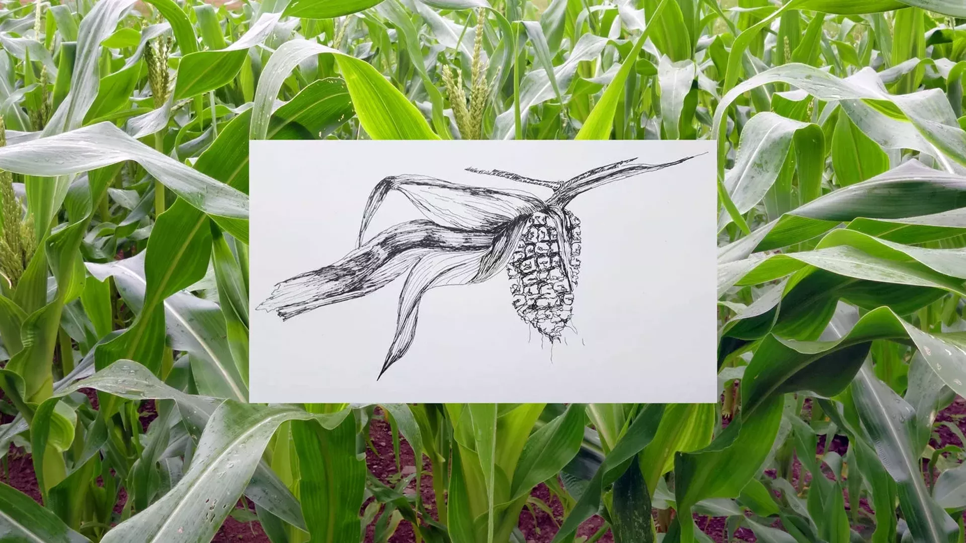 Abenaki Calais Flint Corn grown by Chief Shirly Hook of the Koasek Traditional Band of the Koas Abenaki Nation, accompanied by a drawing by Amy Hook-Therrien