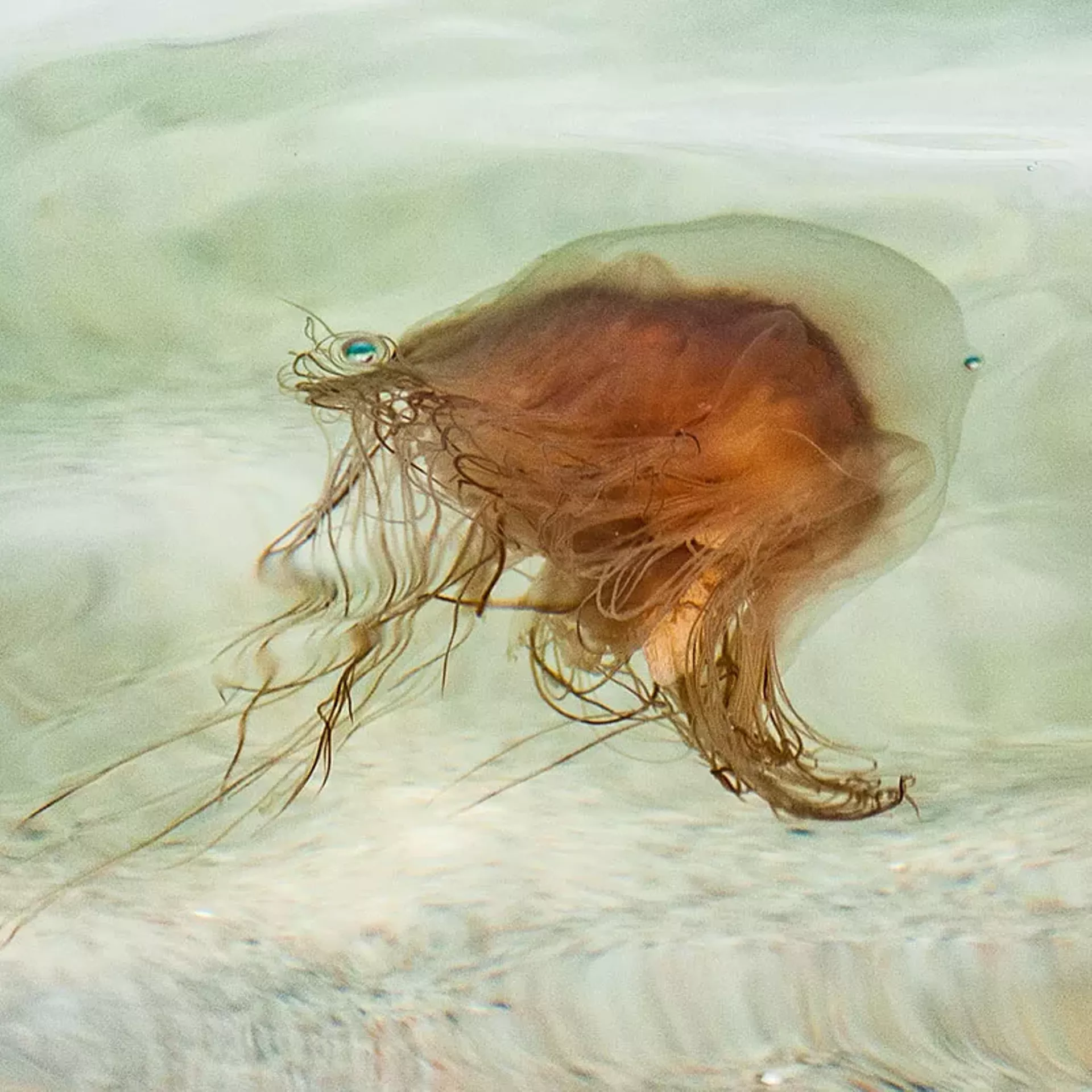 "Jellyfish," photograph by Kay Jostrand