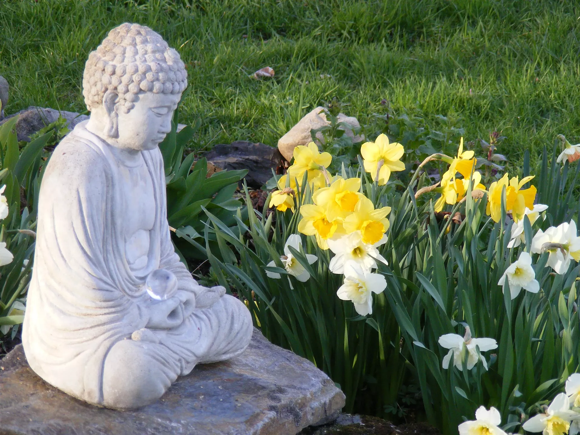 buddha_with_daffodils_larger_2_.webp