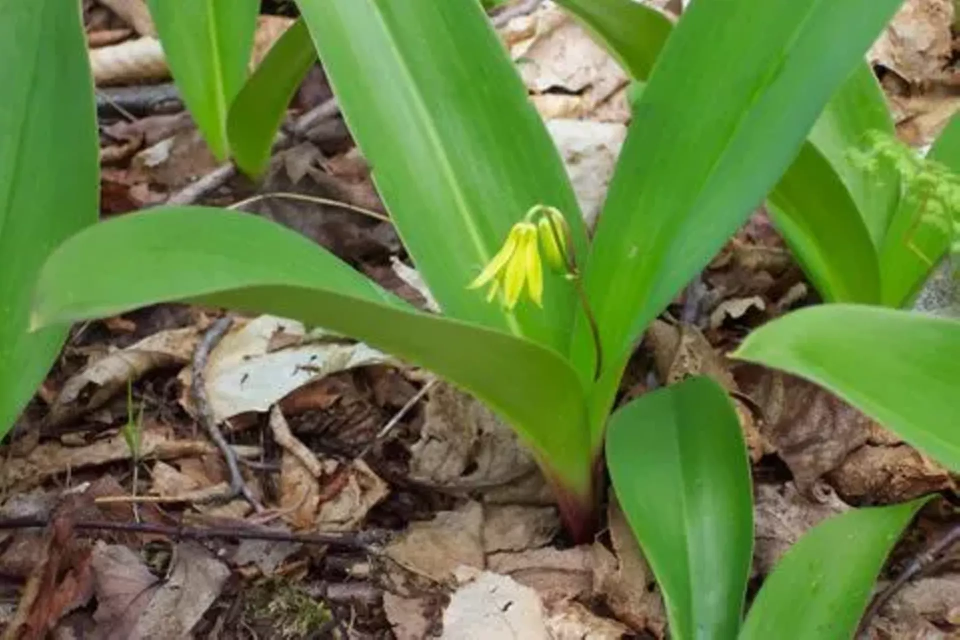 Clintonia borealis