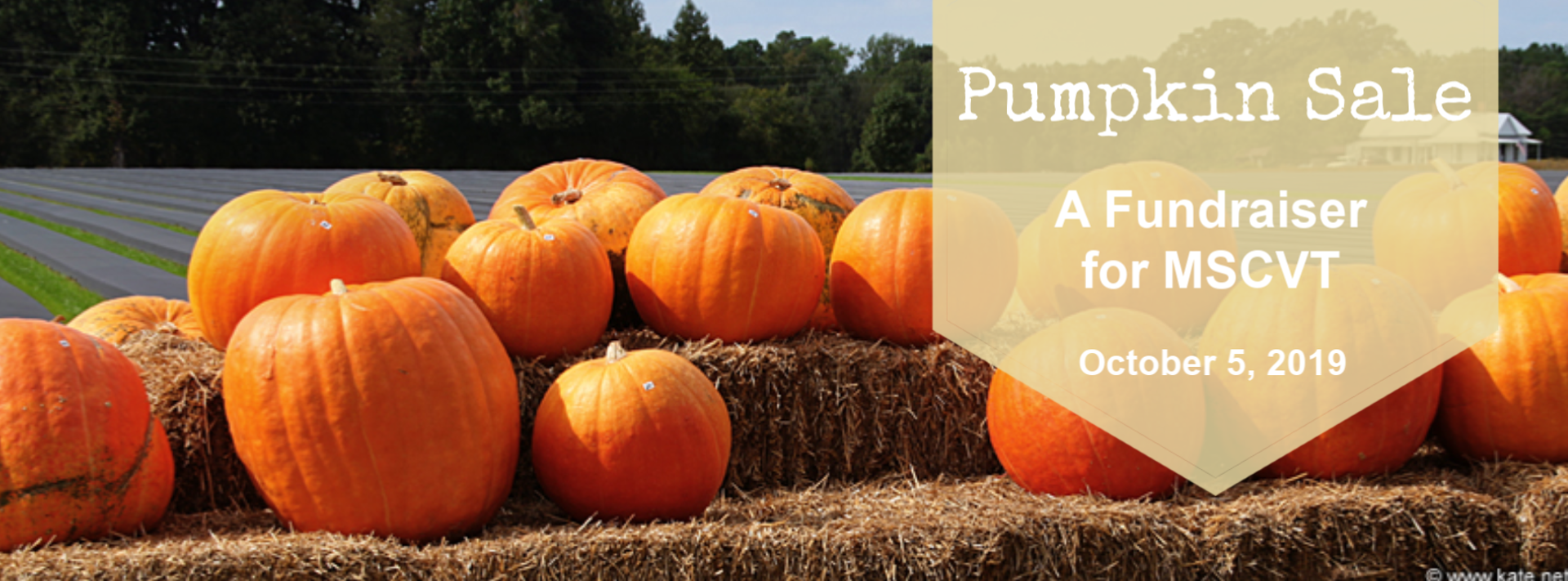 pumpkin_-_community_sale.png