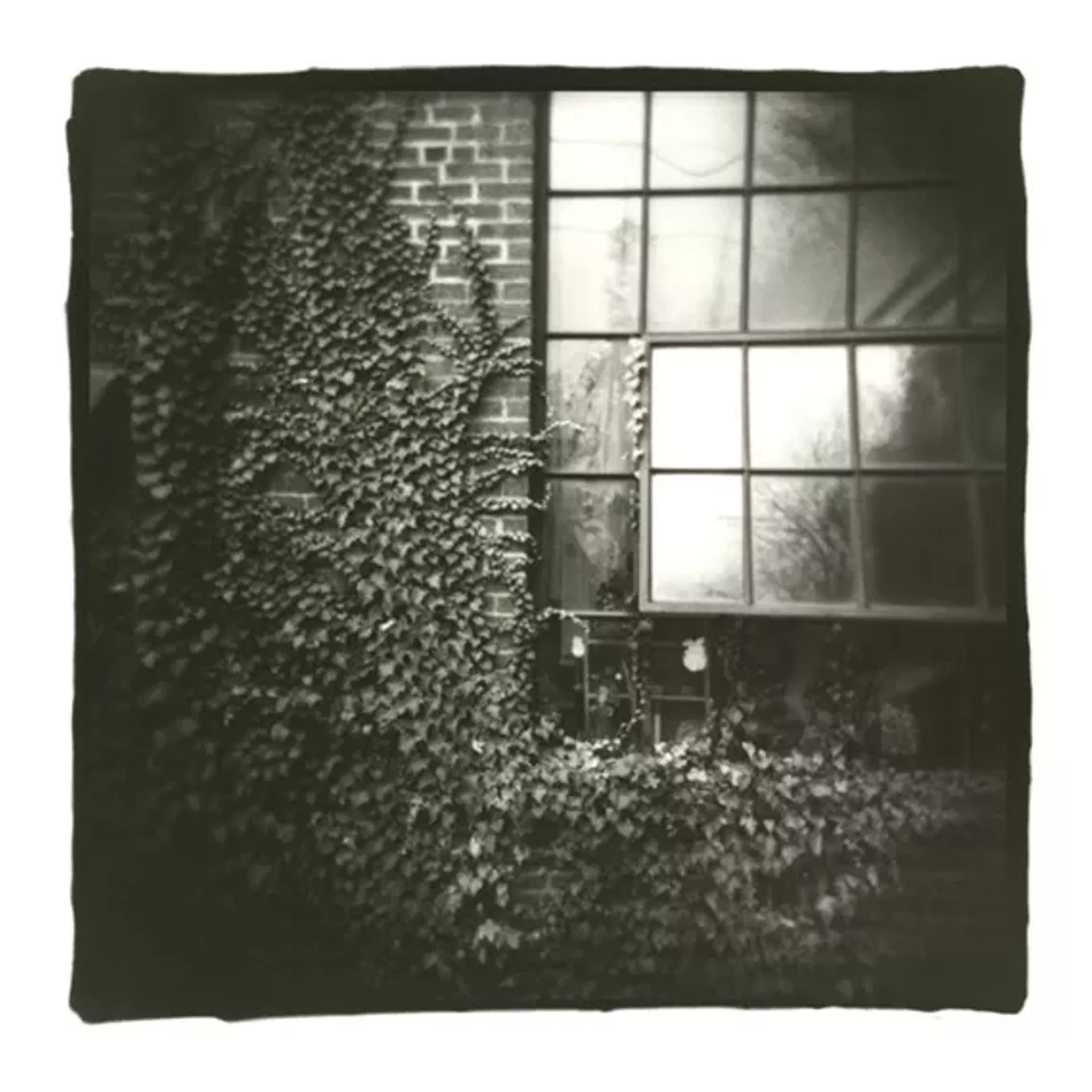 "Wall and Vines" by Jordan Douglas