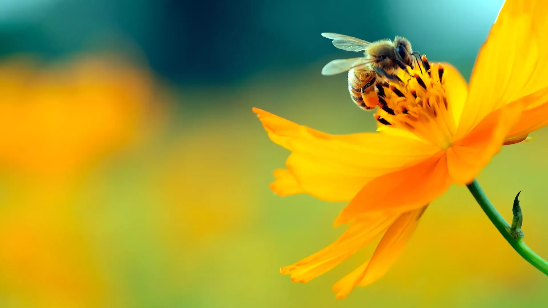 bee_on_flower.webp
