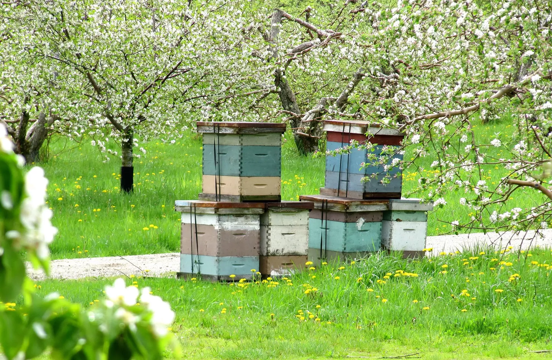 sun.11_agriculture_bee_here_now.webp