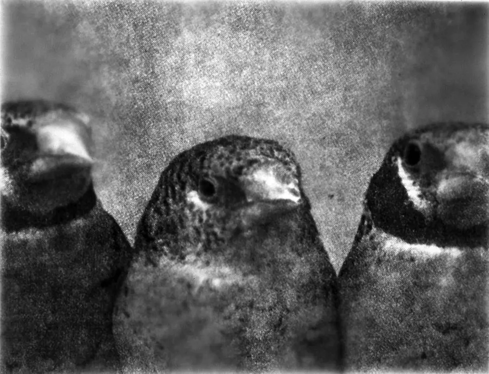 "Three Birds/Front View" by Lorna Bieber