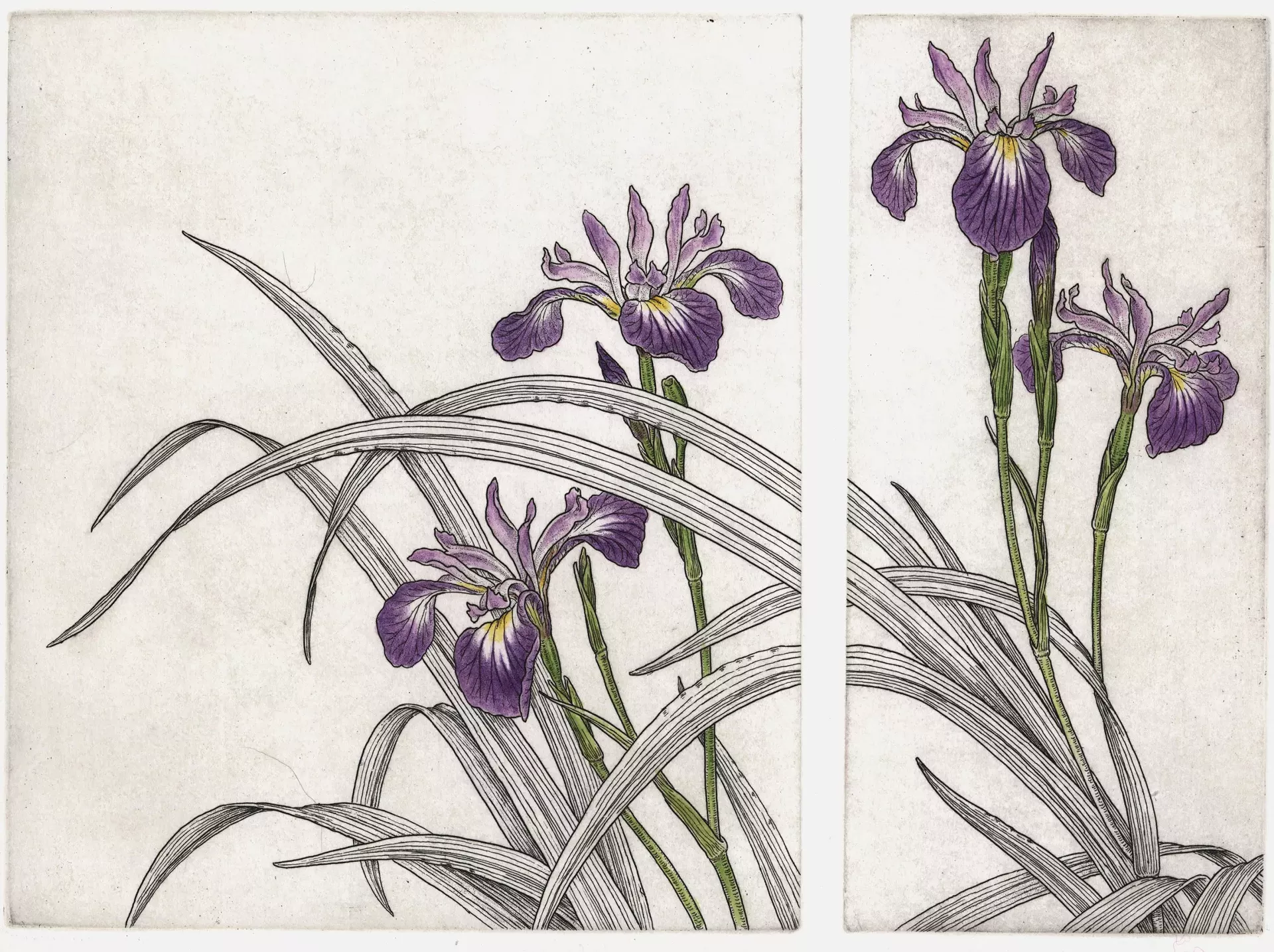 "Blue Flag Diptych" by Bobbi Angell