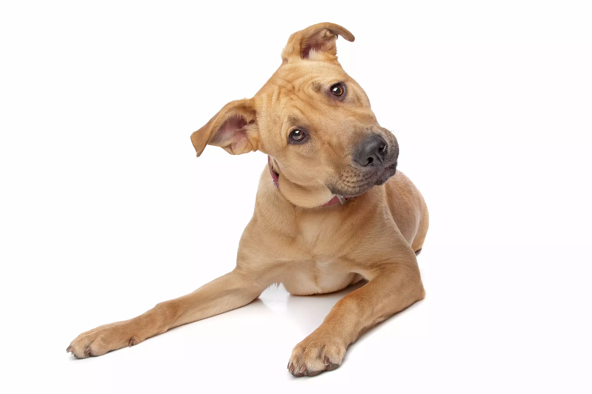 confused_dog.webp