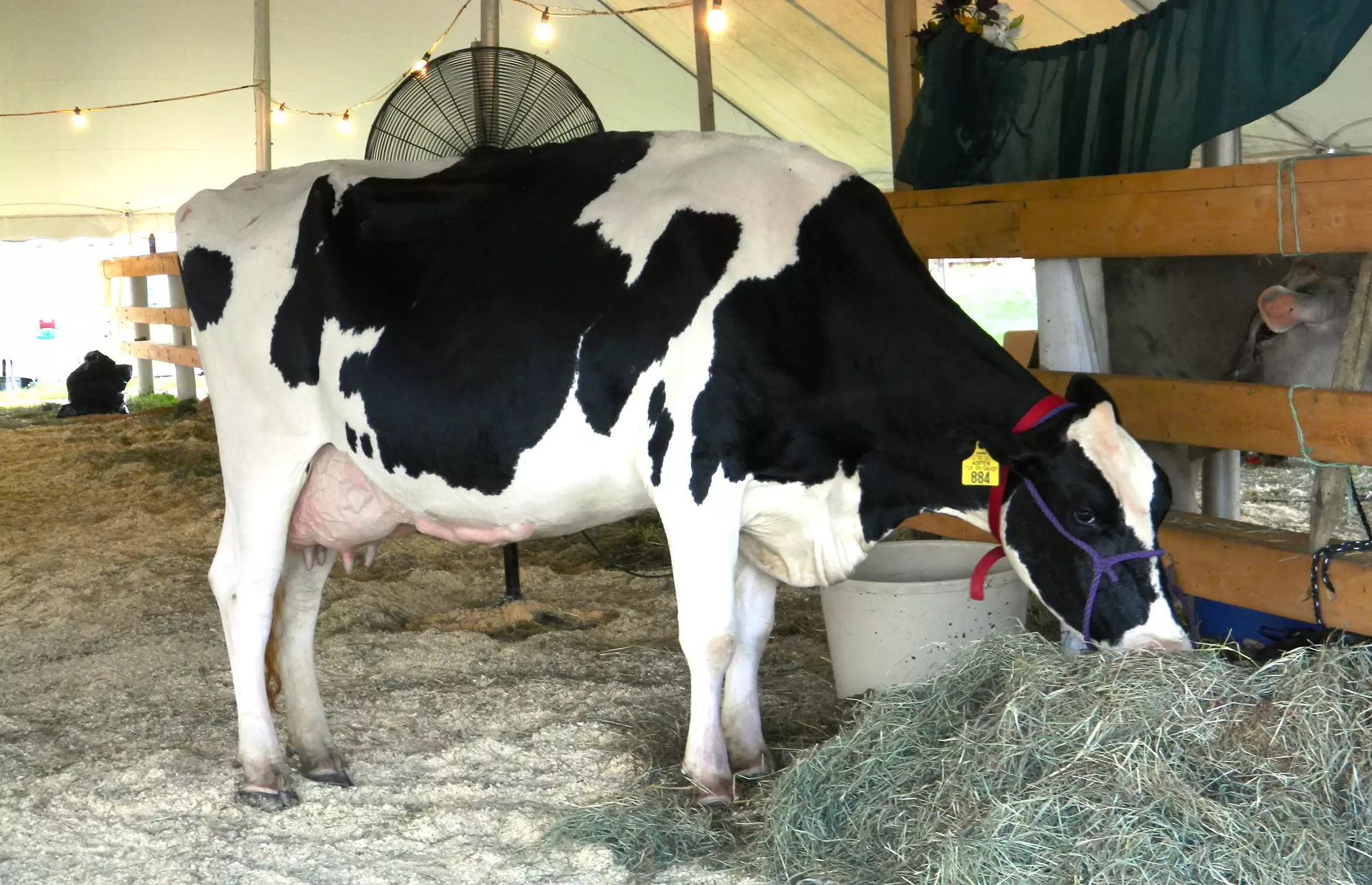 addison_county_fair_field_days1-calendar-spotlight-ravin.webp