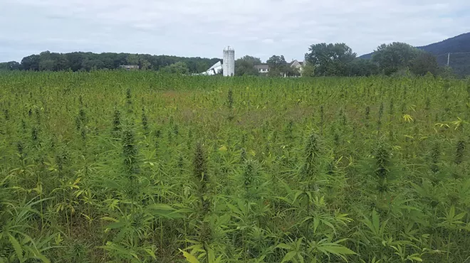 Image: Lawsuit: Vermont Hemp Company Founder Lifted Cannabis Crop