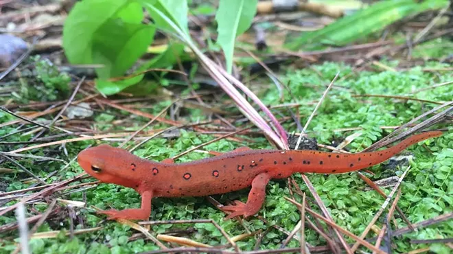 Image: Spring Migrating Amphibians