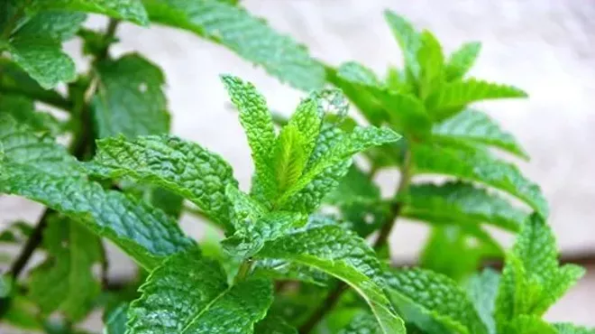 Image: UVM Medical Center Plant Sale