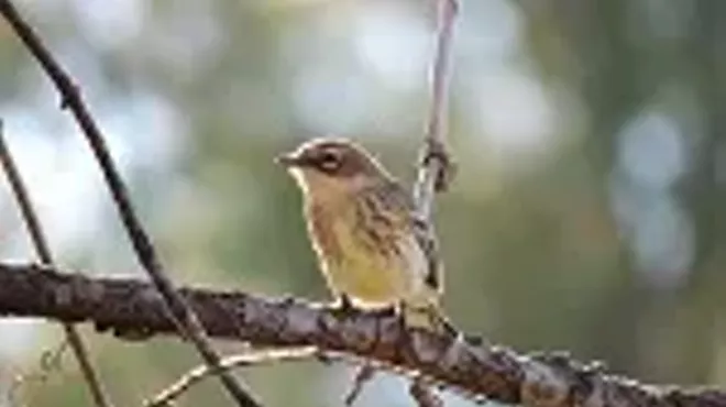 Image: Early Bird Nature Walk