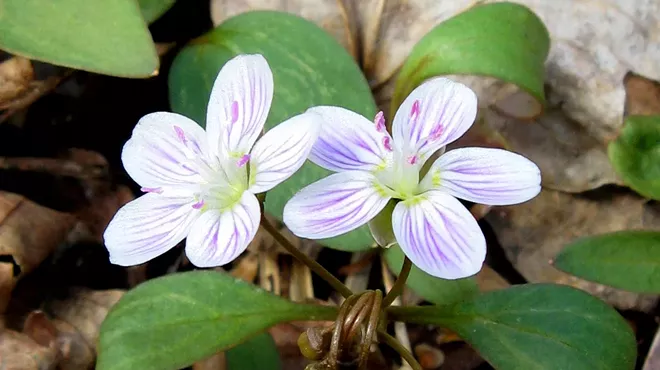 Image: Early Spring Community Wild Plant Walk