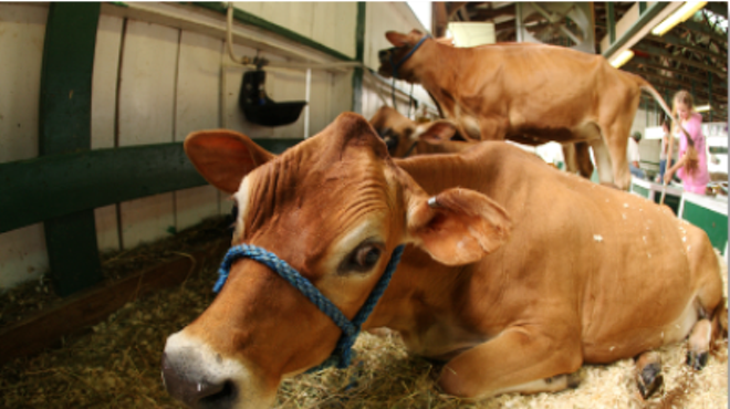 Image: Addison County Fair & Field Days