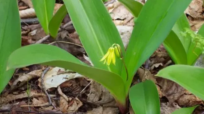 Image: Spring Wild Plant Walk