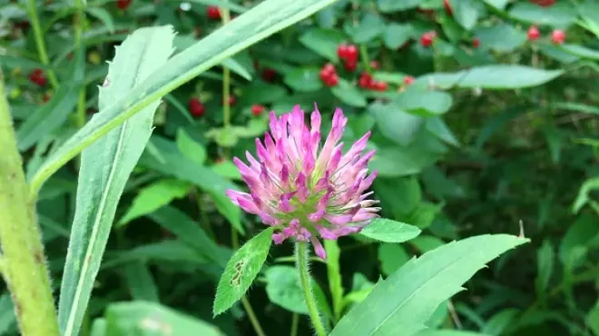 Image: Herb Walk