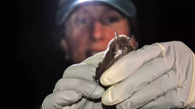 Image: Got Bats? Management & Recovery of Endangered Bats