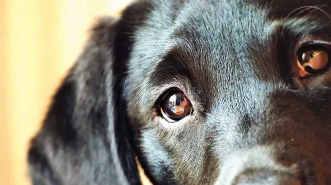 Image: Animals Are Soul Too