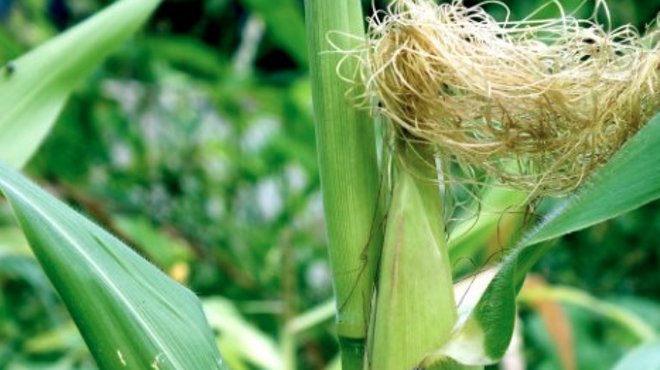 Image: Green Corn Ceremony