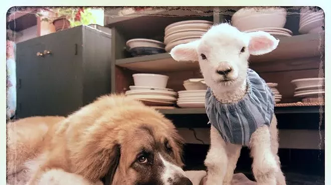 Image: 'Lamb With a Plan'