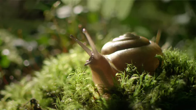 Image: 'The Sound of a Wild Snail Eating'
