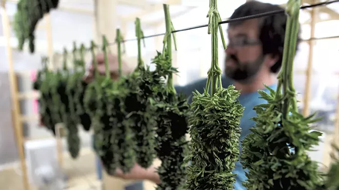 Image: Sow Much Hemp: A Large Harvest Prompts Fears of Oversupply