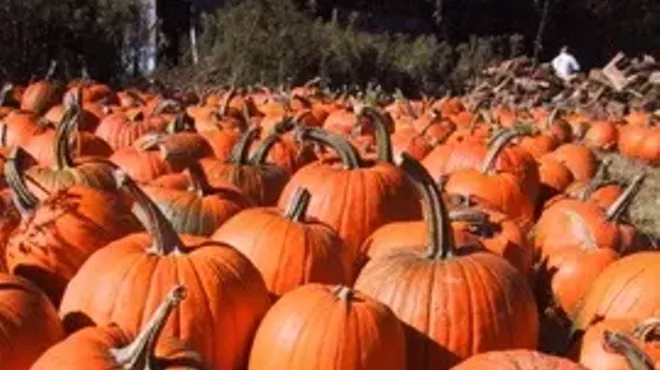 Image: Spookyville Vermont Pumpkin Carving