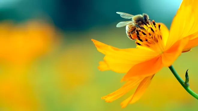 Image: Spring Wildflower Walk