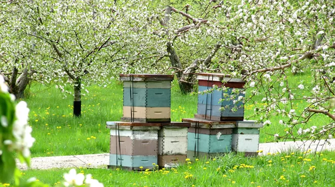 Image: Bee Here Now