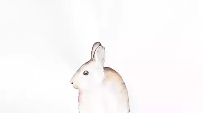 Image: Amy Ross