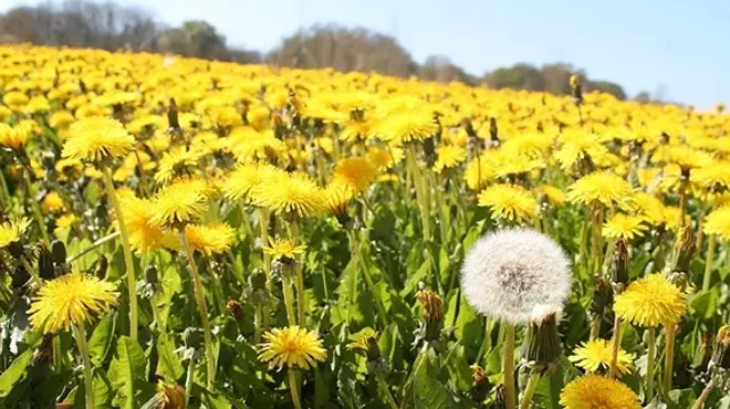 Image: Medicinal Herb Walk