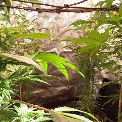 Image: A Class Proves That Growing Cannabis Is Anything But Simple