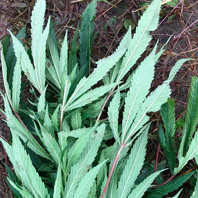 Image: Vermont State Police Won't Investigate Champlain Valley Dispensary