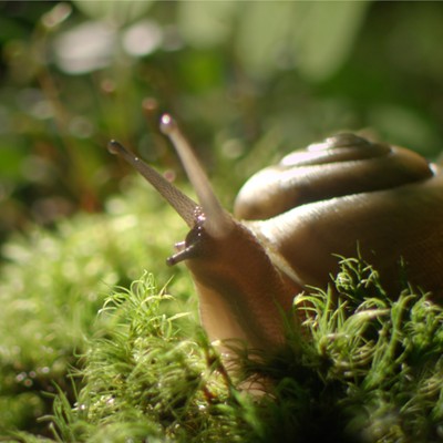 'The Sound of a Wild Snail Eating'