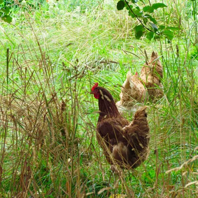 Image: Lunch at La Garagista Farm With Wine Writer Alice Feiring