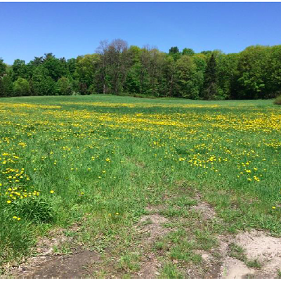 Image: UVM to Sell 44 Acres of Prime, Undeveloped Land in South Burlington
