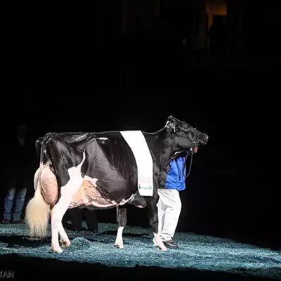 Image: Vermont's Top Cow Is a Flatlander